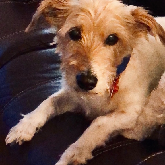 โจ๐โก๏ธPOSH AMBASSADOR!!! ๐ข๐๐๐ฅฟ - Picture 2 of 5